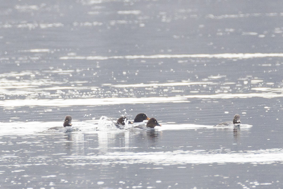 Barrow's Goldeneye - ML409367701