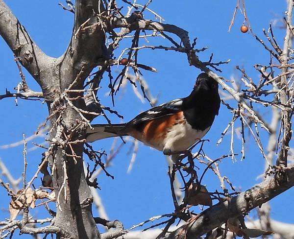 Spotted Towhee - ML409367981