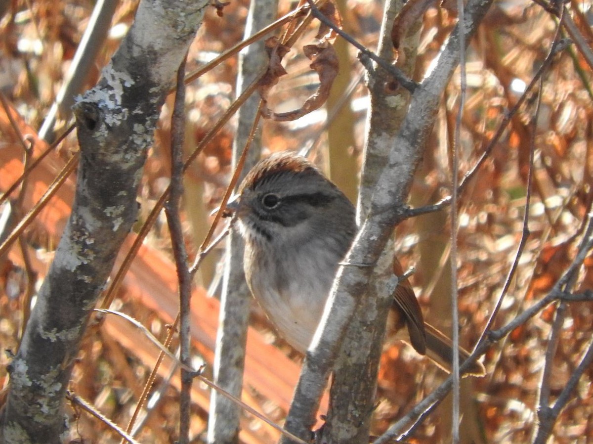 Swamp Sparrow - ML409368971