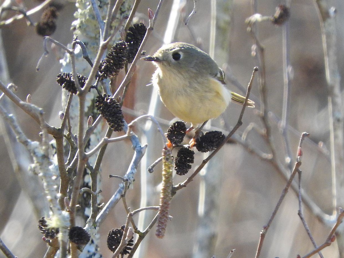 Ruby-crowned Kinglet - ML409369041