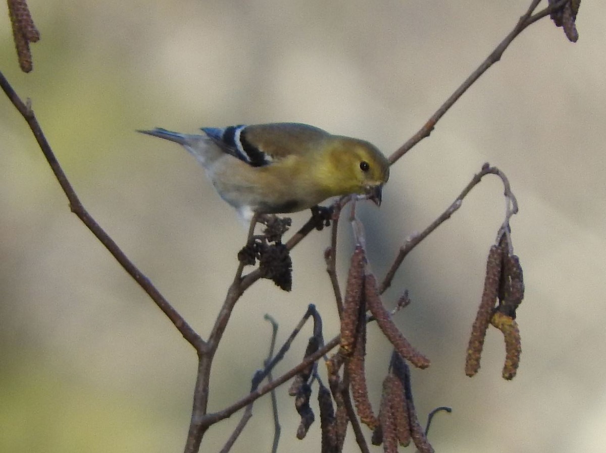American Goldfinch - ML409369141