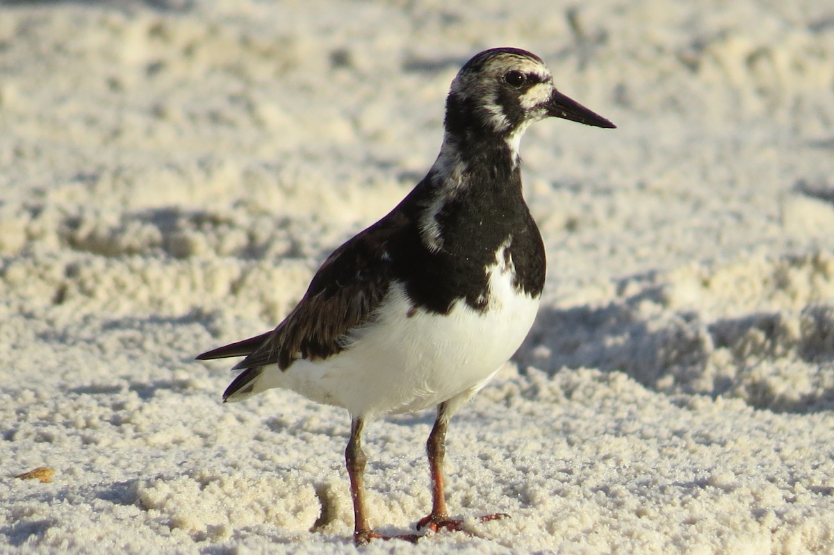 Ruddy Turnstone - ML40937041