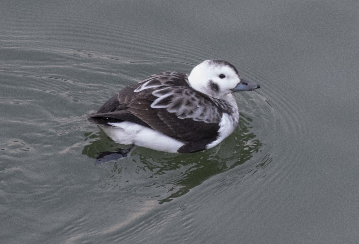 Long-tailed Duck - Jeff Packer