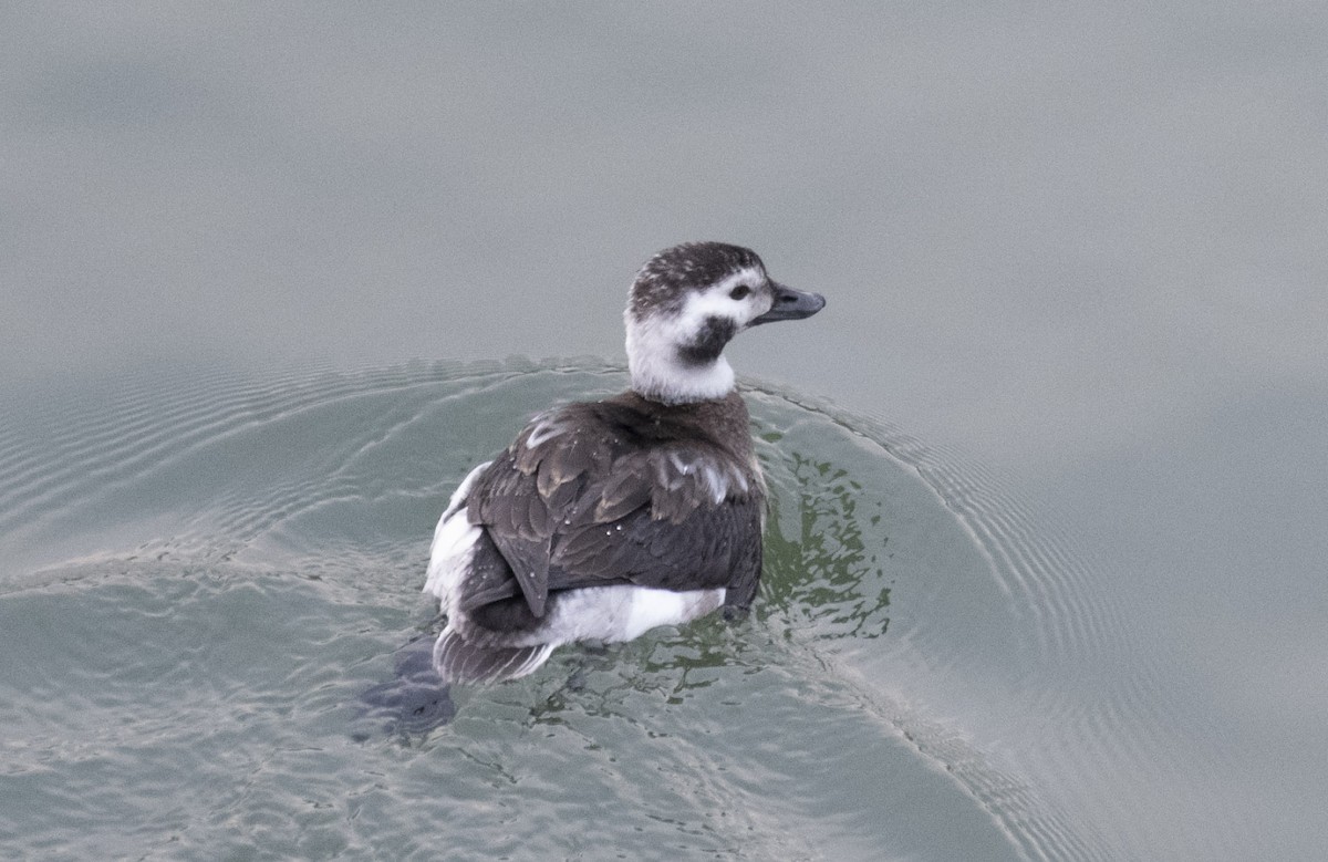 Long-tailed Duck - Jeff Packer