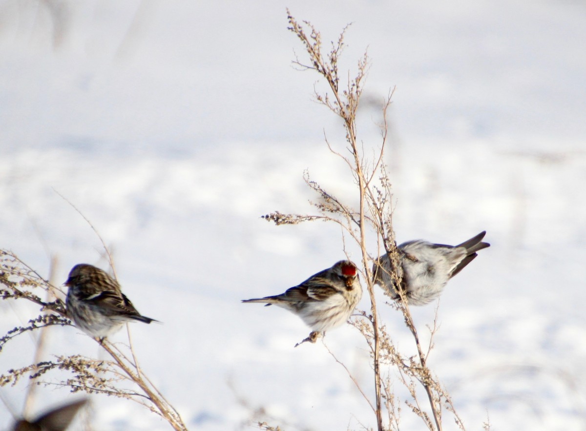 Redpoll (Common) - ML409371201