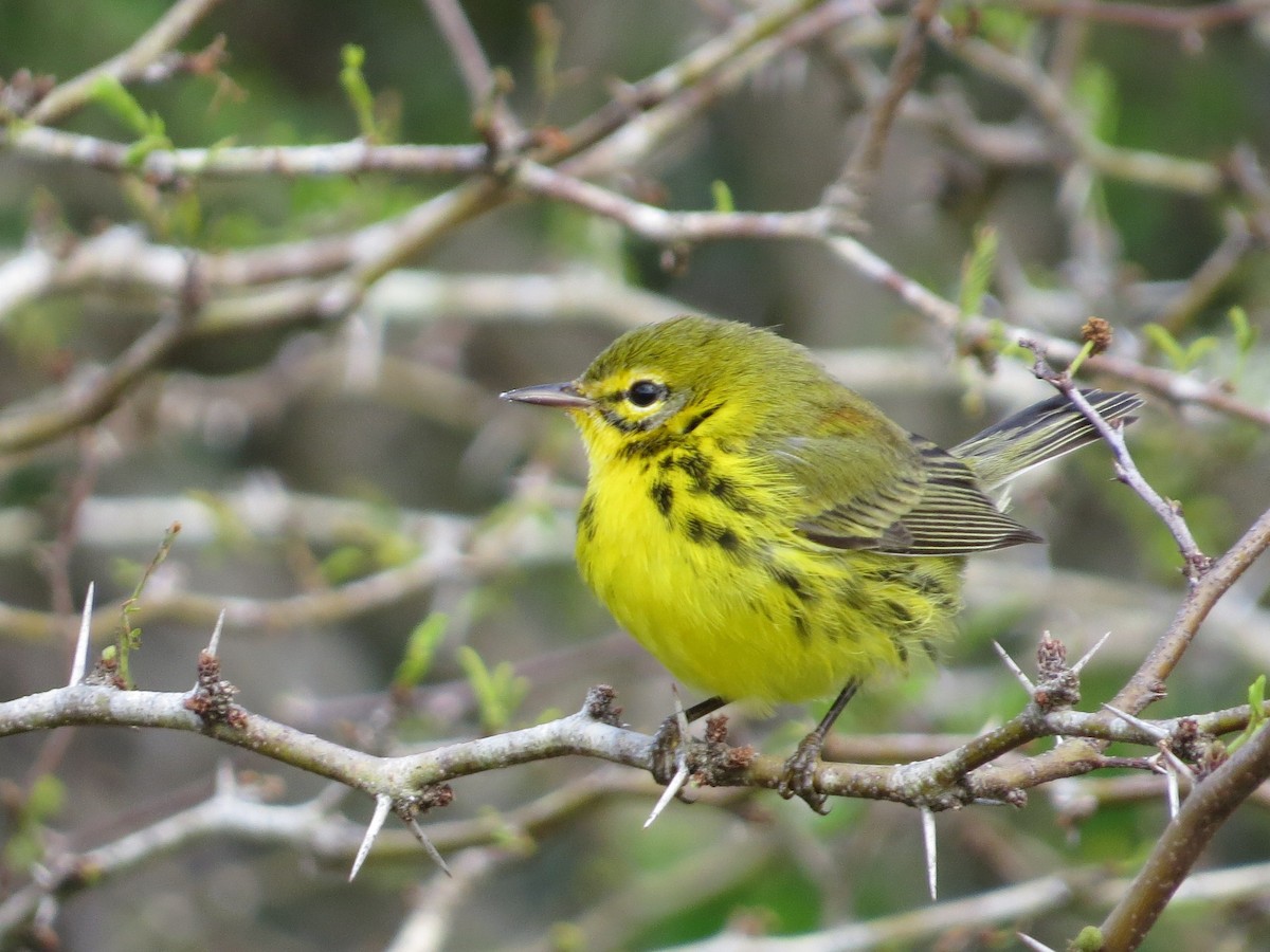 Prairie Warbler - Chris Anderson