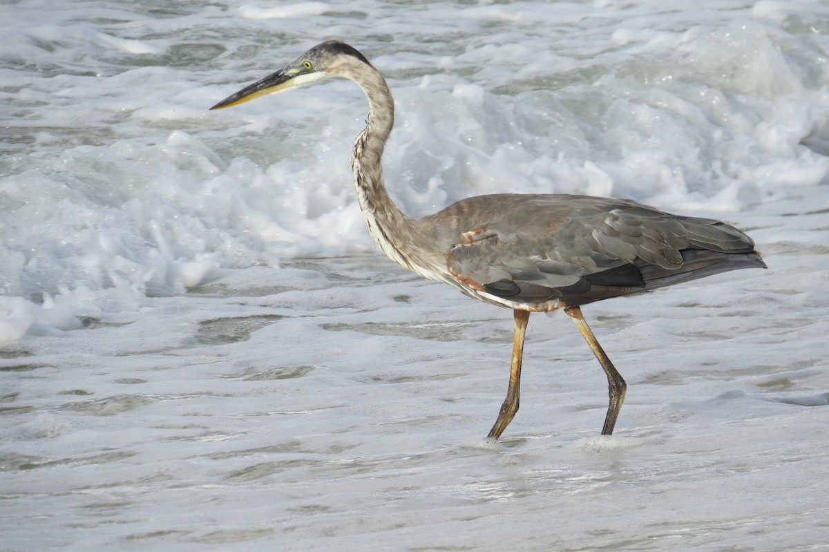 Great Blue Heron - ML40937201