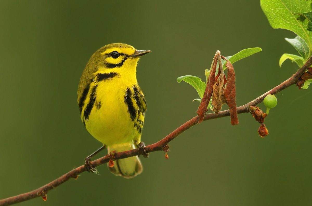 Prairie Warbler - Ryan Schain