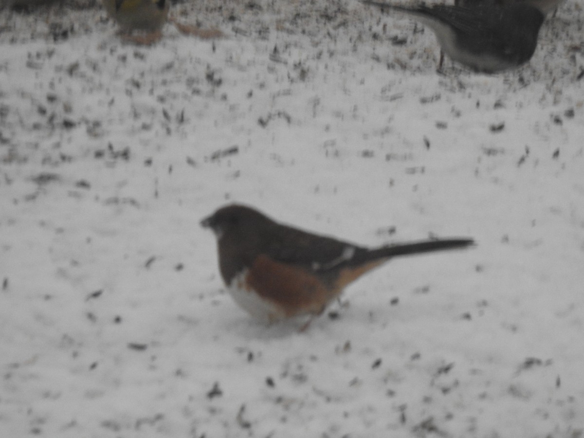 Eastern Towhee (Red-eyed) - ML409374181