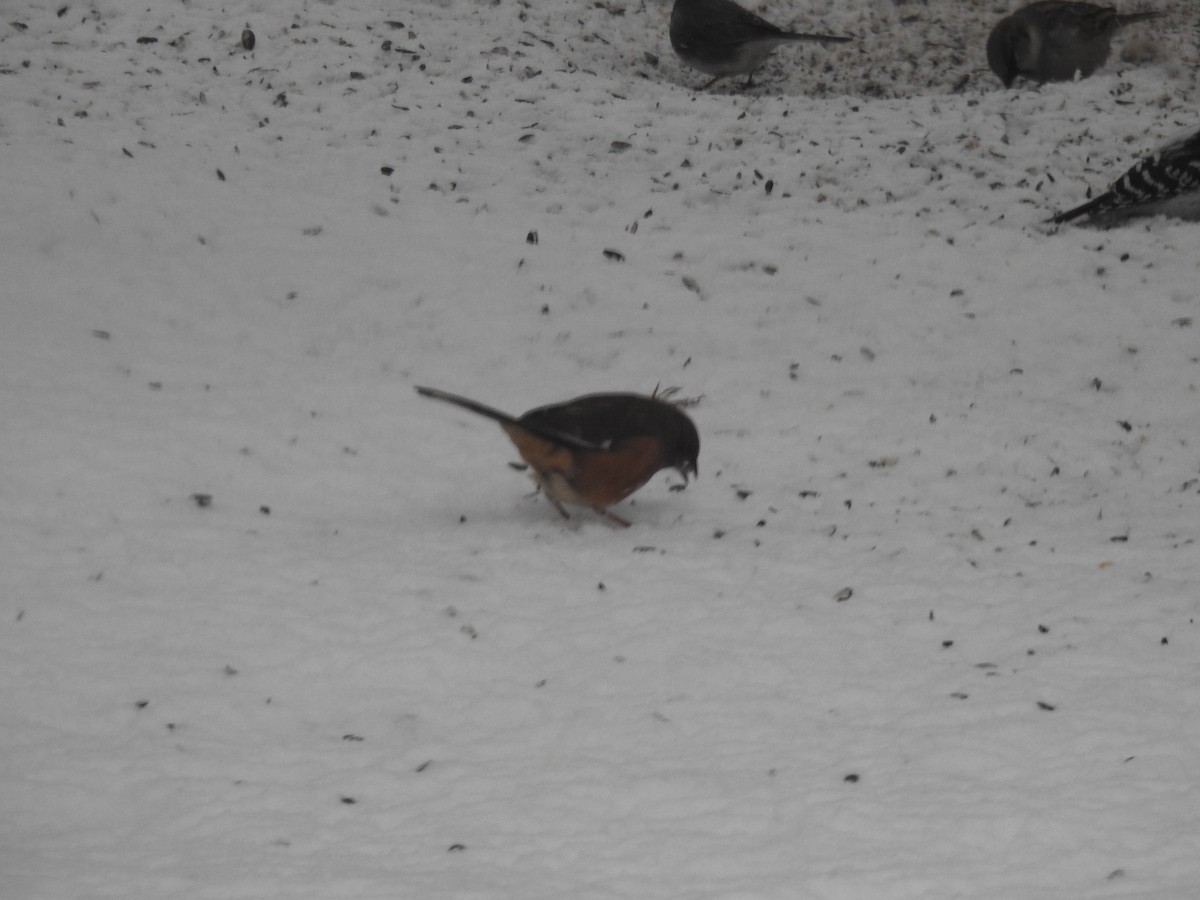 Eastern Towhee (Red-eyed) - ML409374201