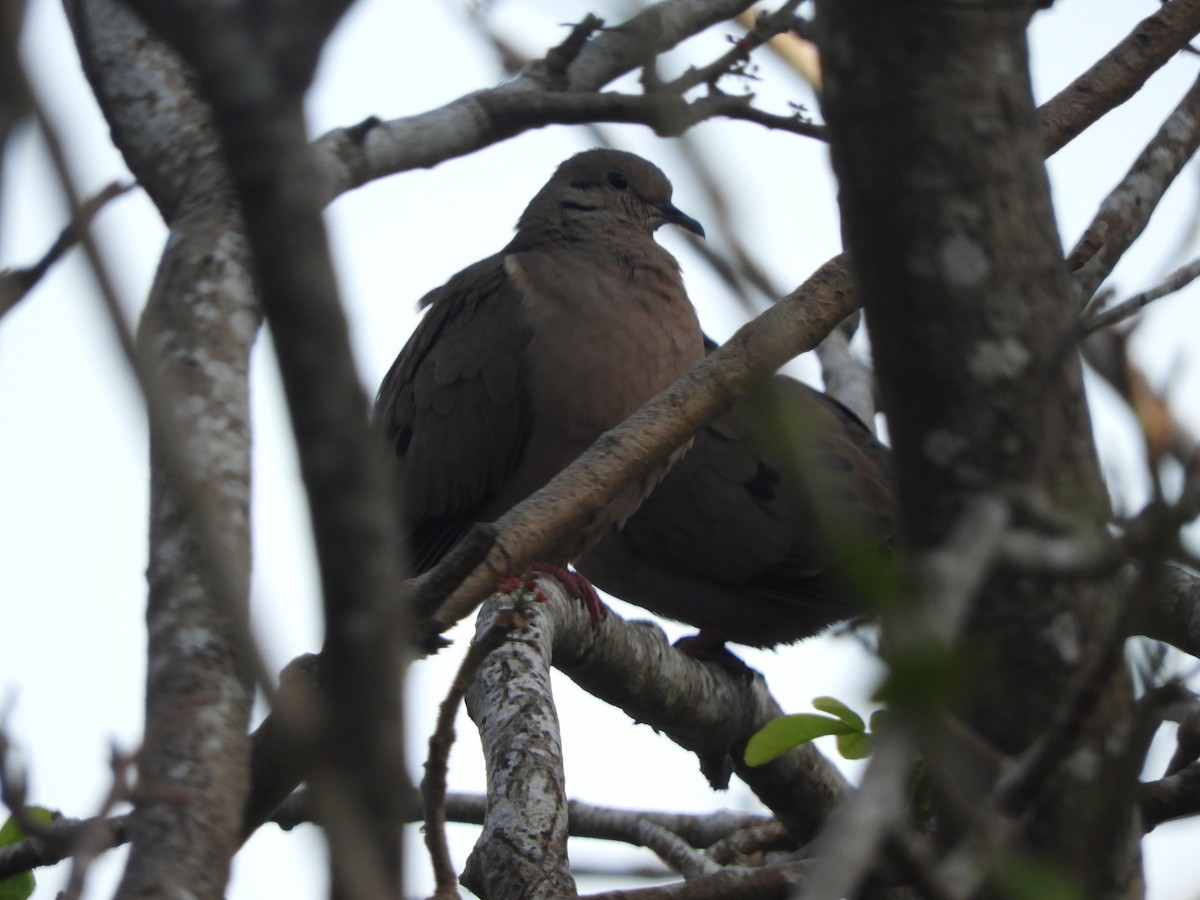 Eared Dove - ML409374481