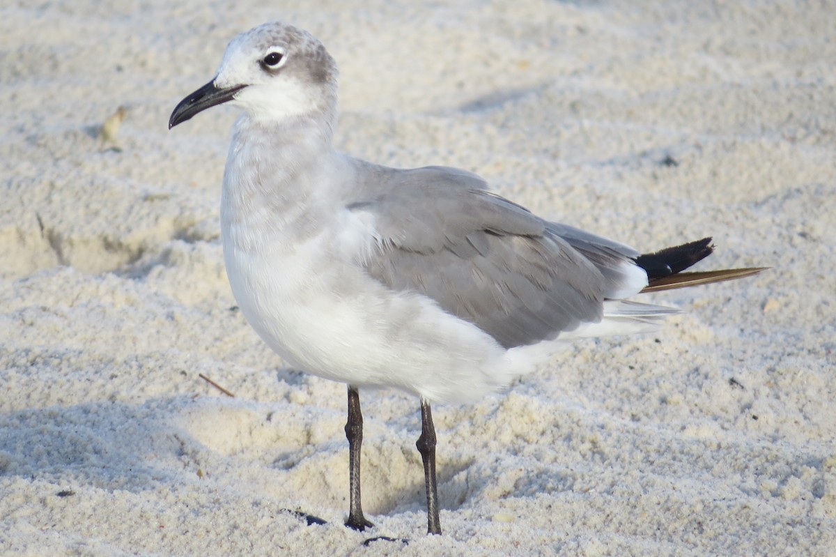 Gaviota Guanaguanare - ML40937511