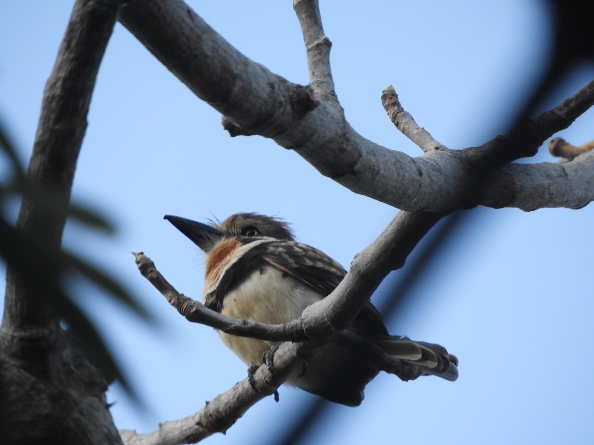 Russet-throated Puffbird - ML409375191