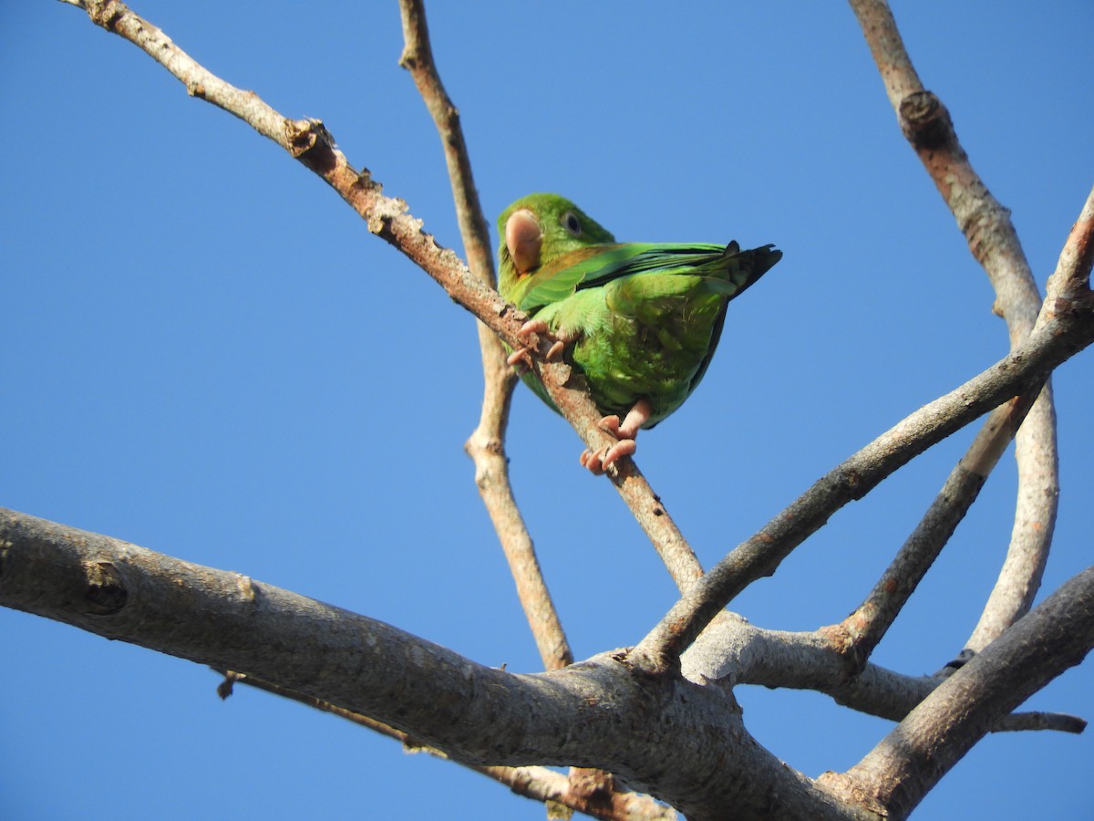 Orange-chinned Parakeet - ML409376651