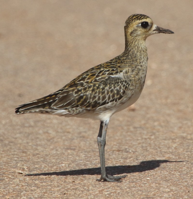 Chorlito Dorado Siberiano - ML40937721