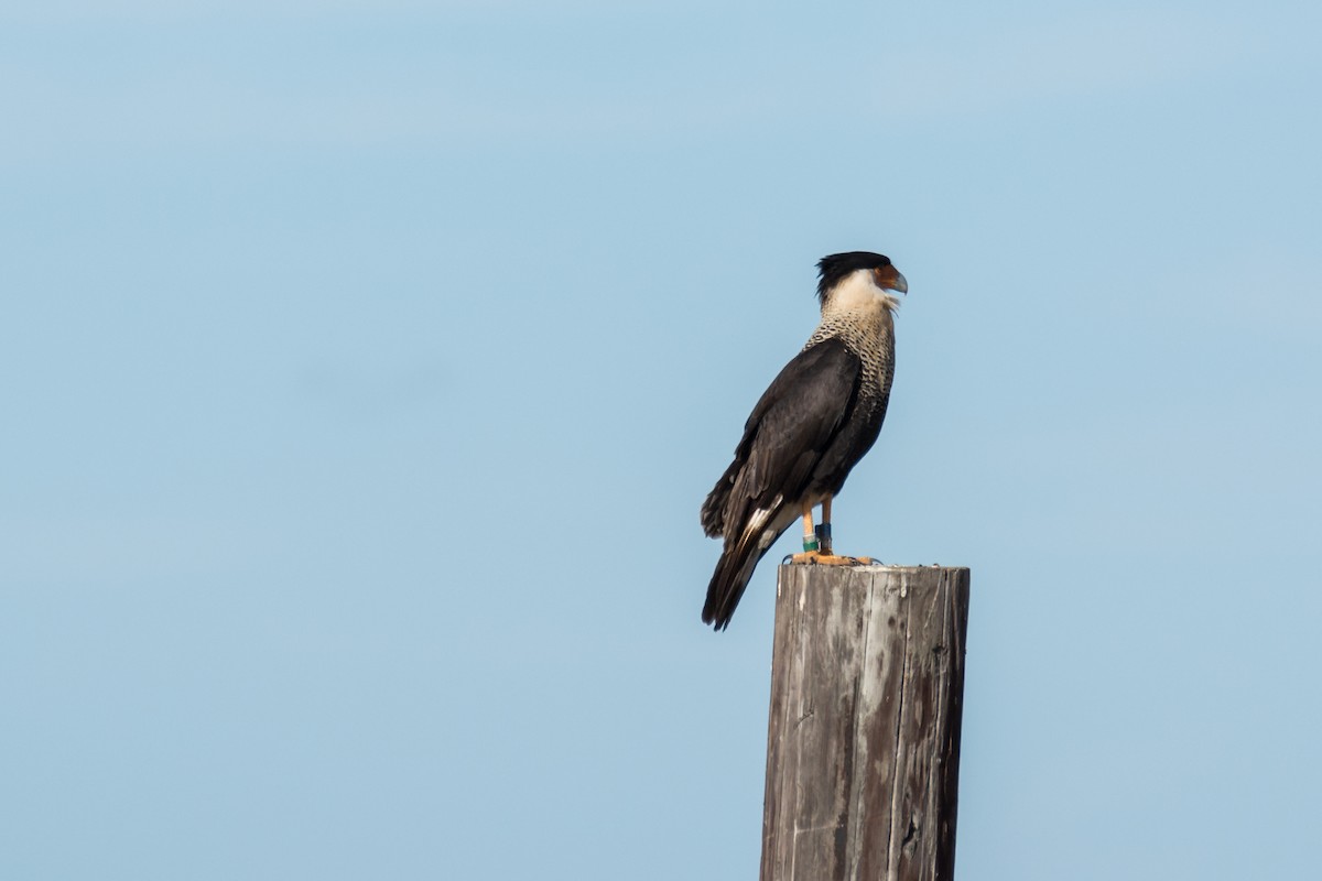 Crested Caracara (Northern) - Camille Merrell