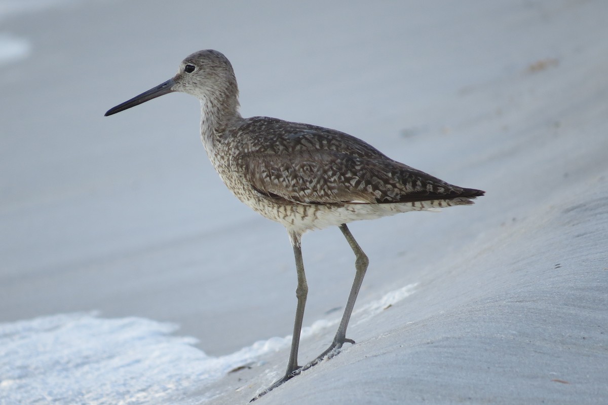 Willet - ML40937771