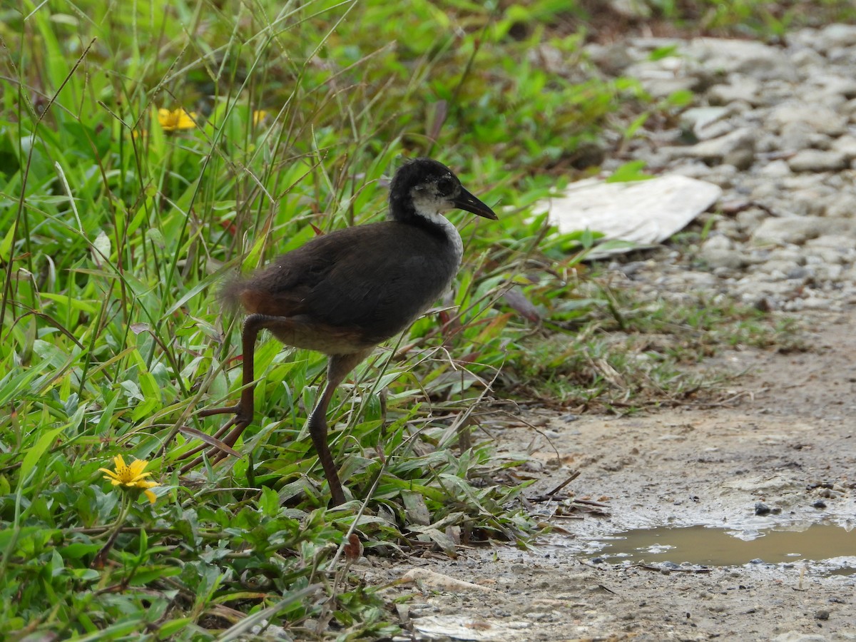 White-breasted Waterhen - Abdul Afiq Abdul Rahman