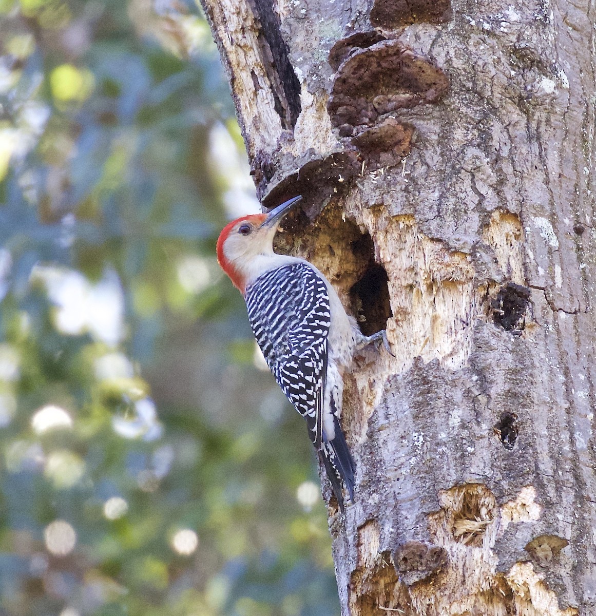 Red-bellied Woodpecker - Alison Hiers