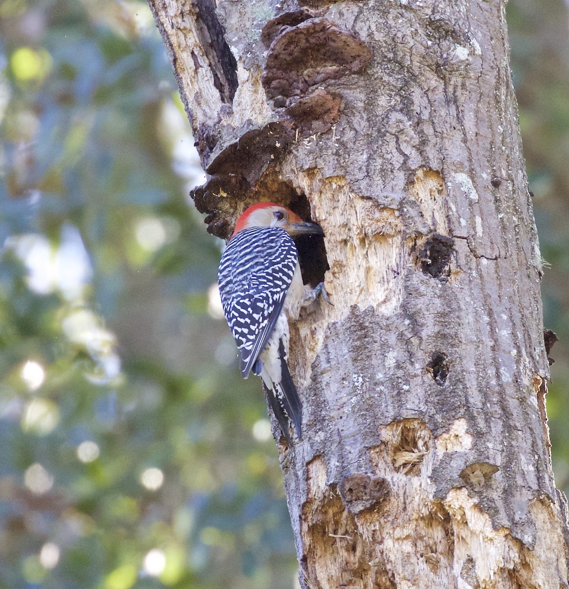 Red-bellied Woodpecker - Alison Hiers