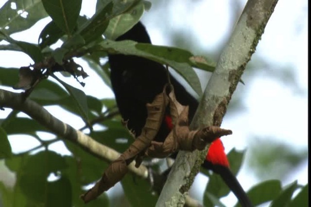 Scarlet-rumped Tanager (Passerini's) - ML409378