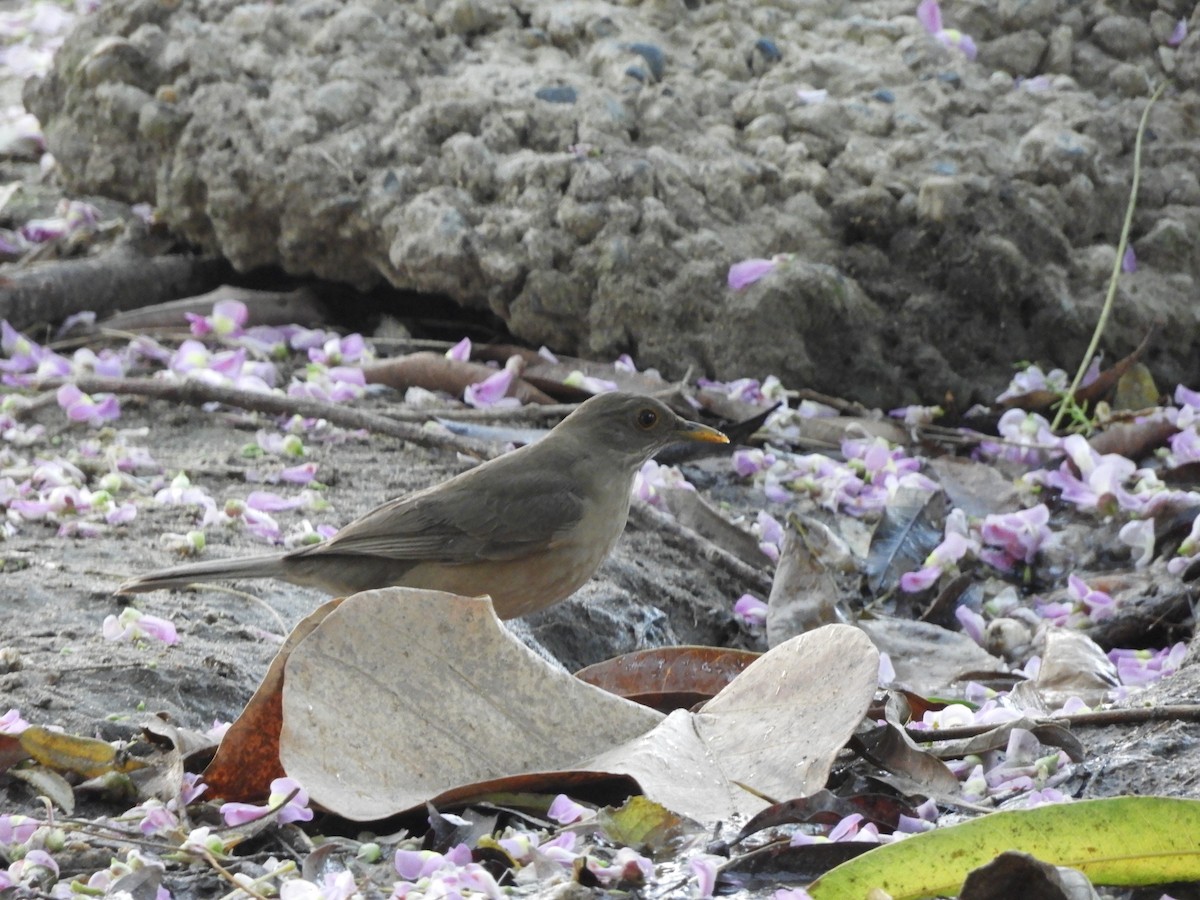 Clay-colored Thrush - ML409378061