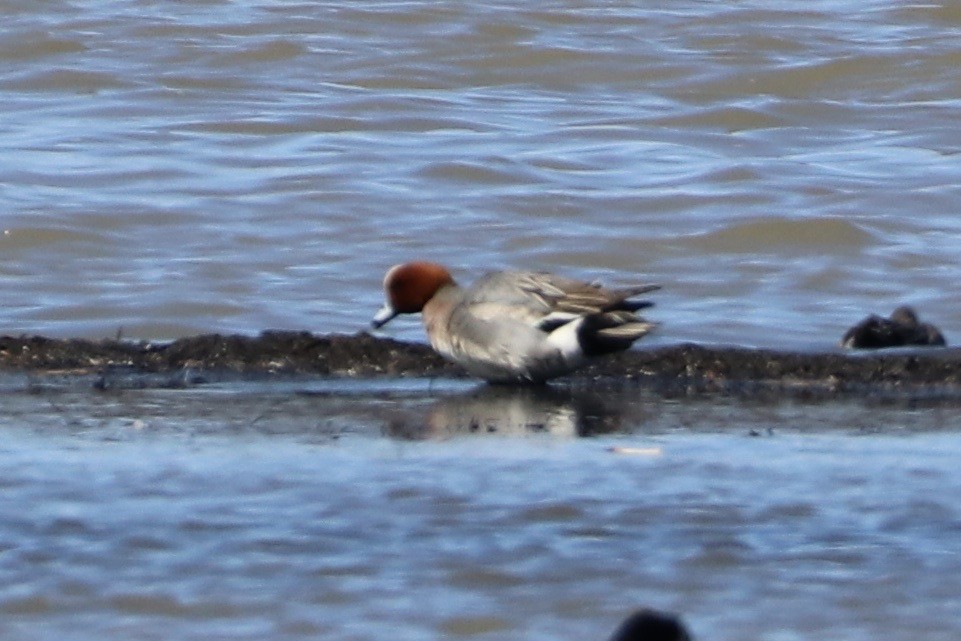 Eurasian Wigeon - Darien Fiorino