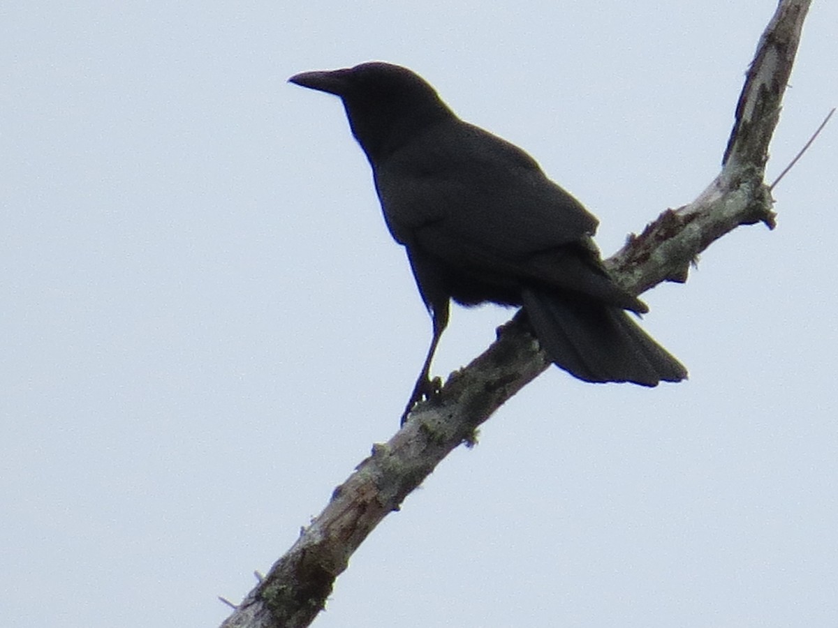 Fish Crow - ML40938041