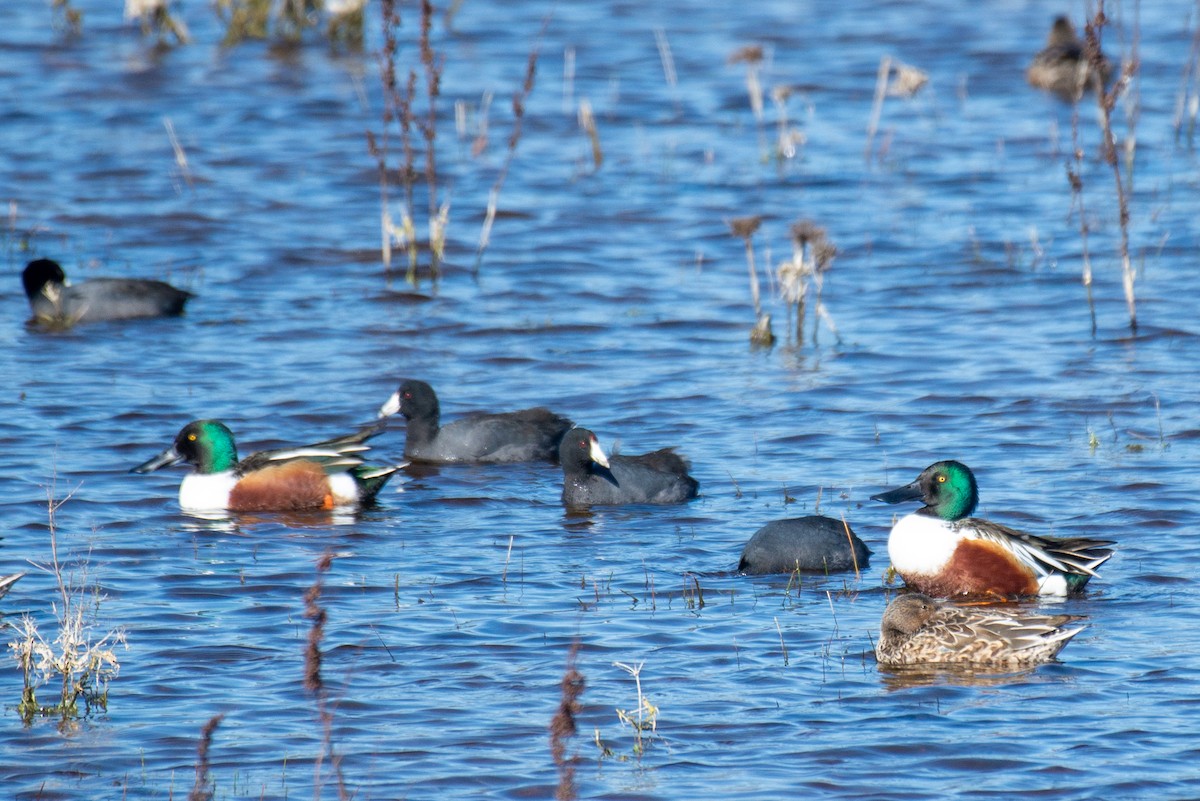 American Coot (Red-shielded) - ML409380821