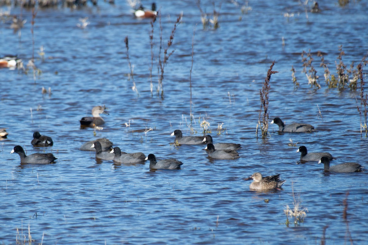American Coot (Red-shielded) - ML409381131