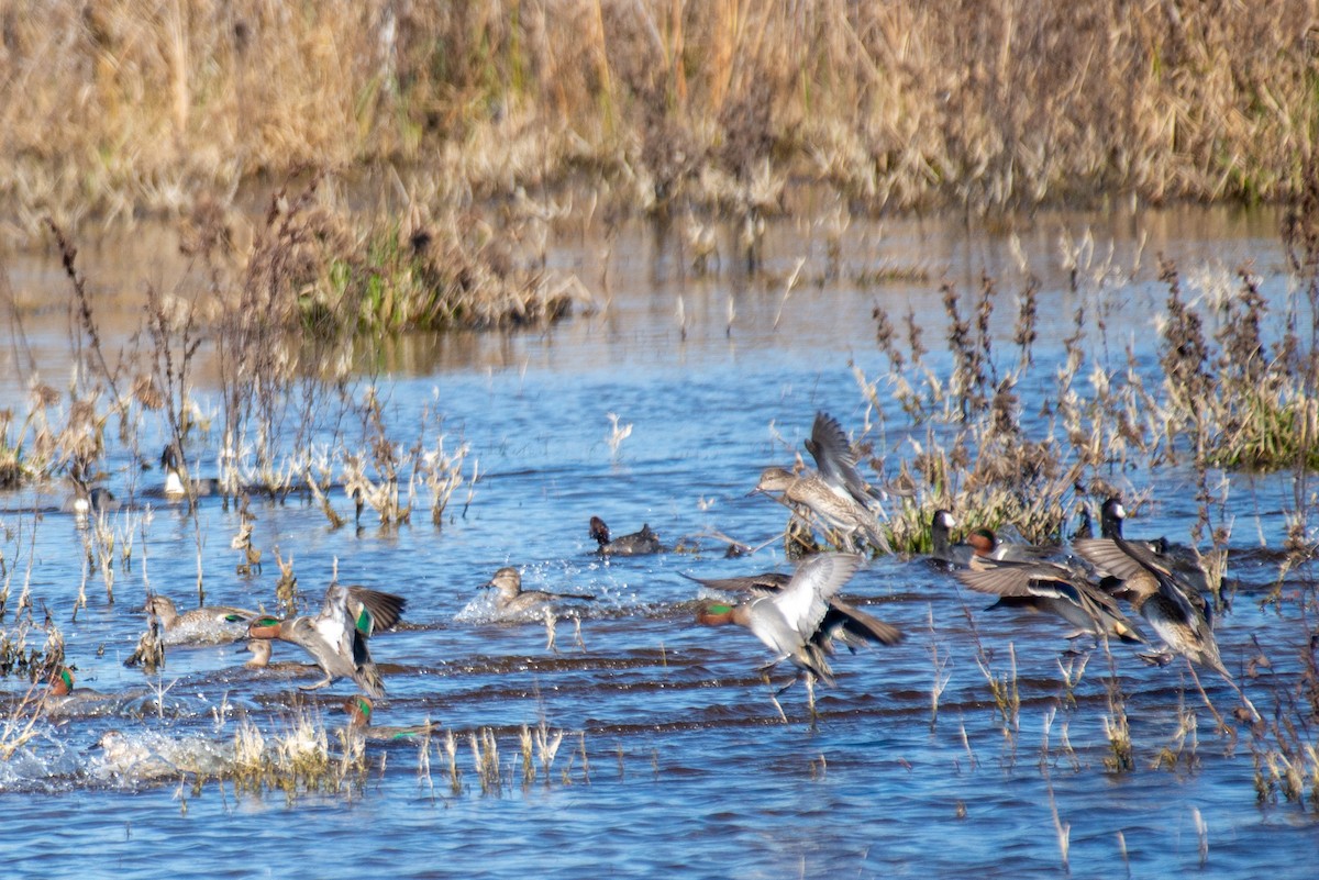 Green-winged Teal - ML409381371