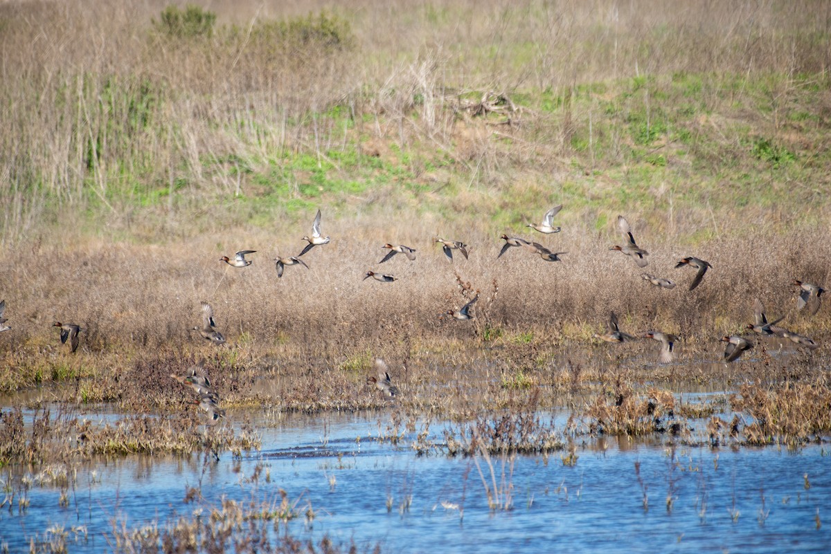 Green-winged Teal - ML409381401