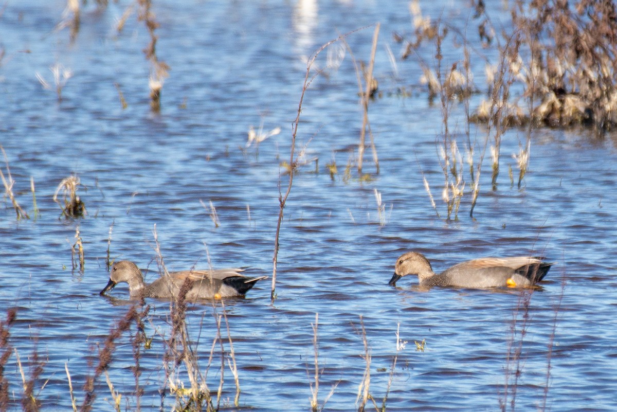 Gadwall - ML409381511