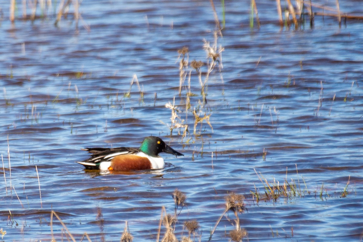 Northern Shoveler - ML409381561