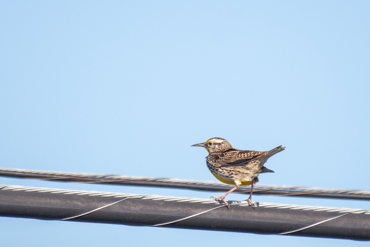Western Meadowlark - ML409381611