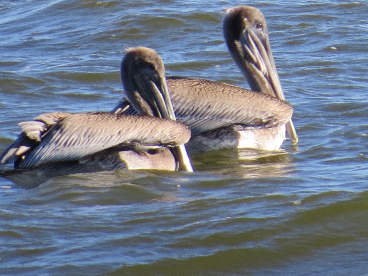 pelikán hnědý - ML40938301