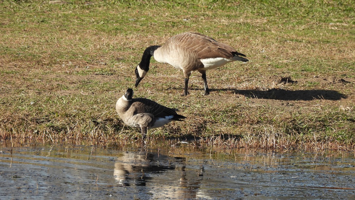 シジュウカラガン - ML409384081