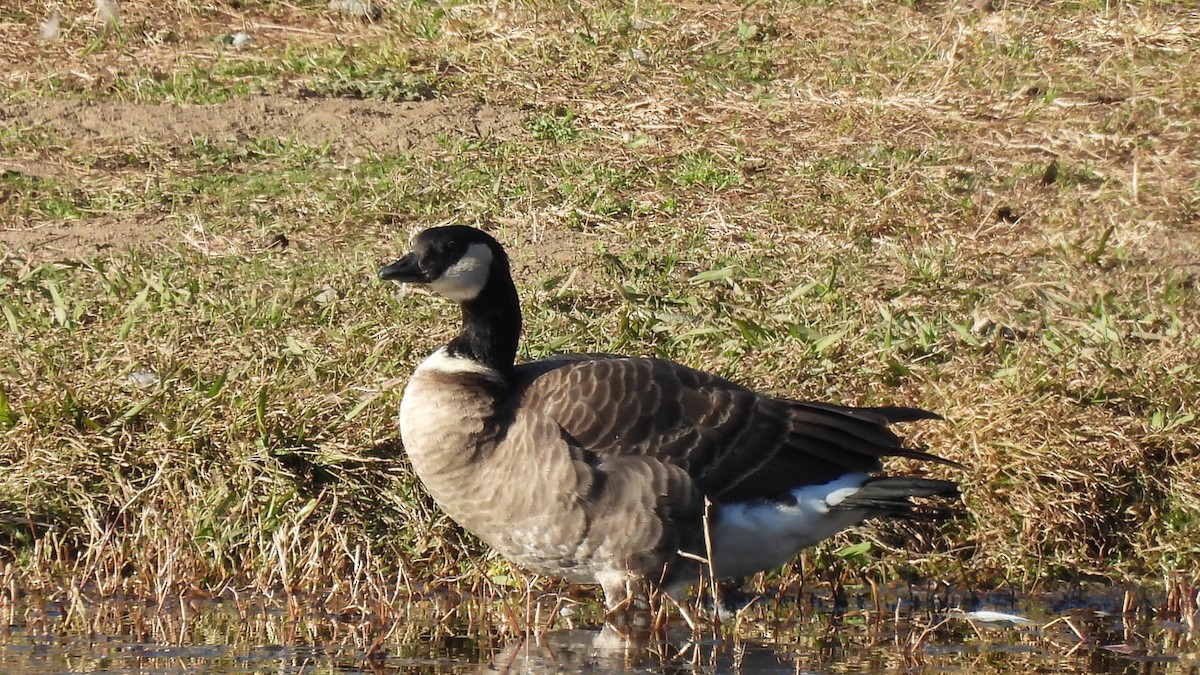 Cackling Goose - ML409384091