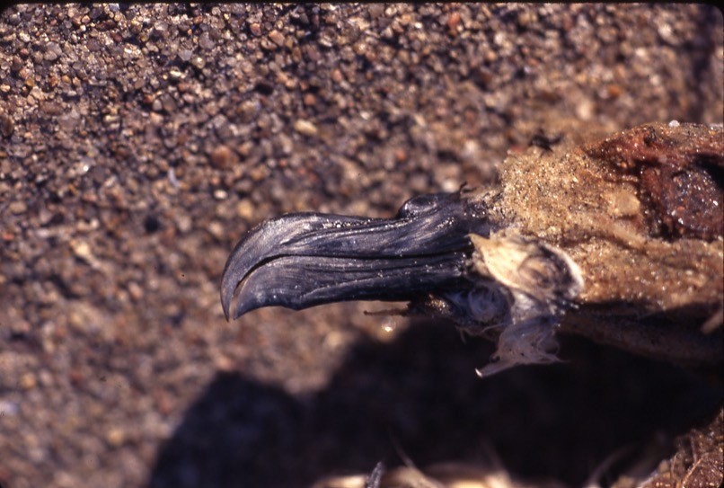 Stejneger's Petrel - ML409385061