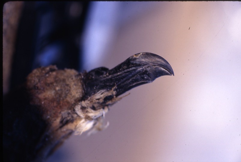 Petrel de Más Afuera - ML409385071