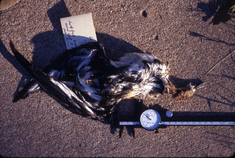 Stejneger's Petrel - TBRC Accepted Records