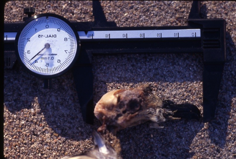 Petrel de Más Afuera - ML409385121