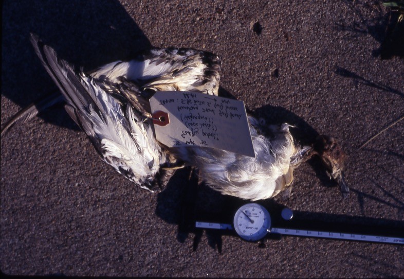 Stejneger's Petrel - ML409385131