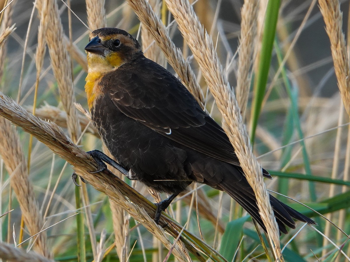 Yellow-headed Blackbird - ML409385441