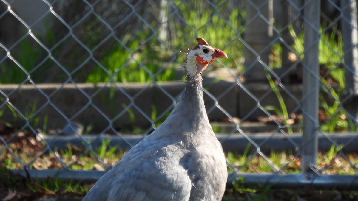 Helmeted Guineafowl (Domestic type) - Karen Evans