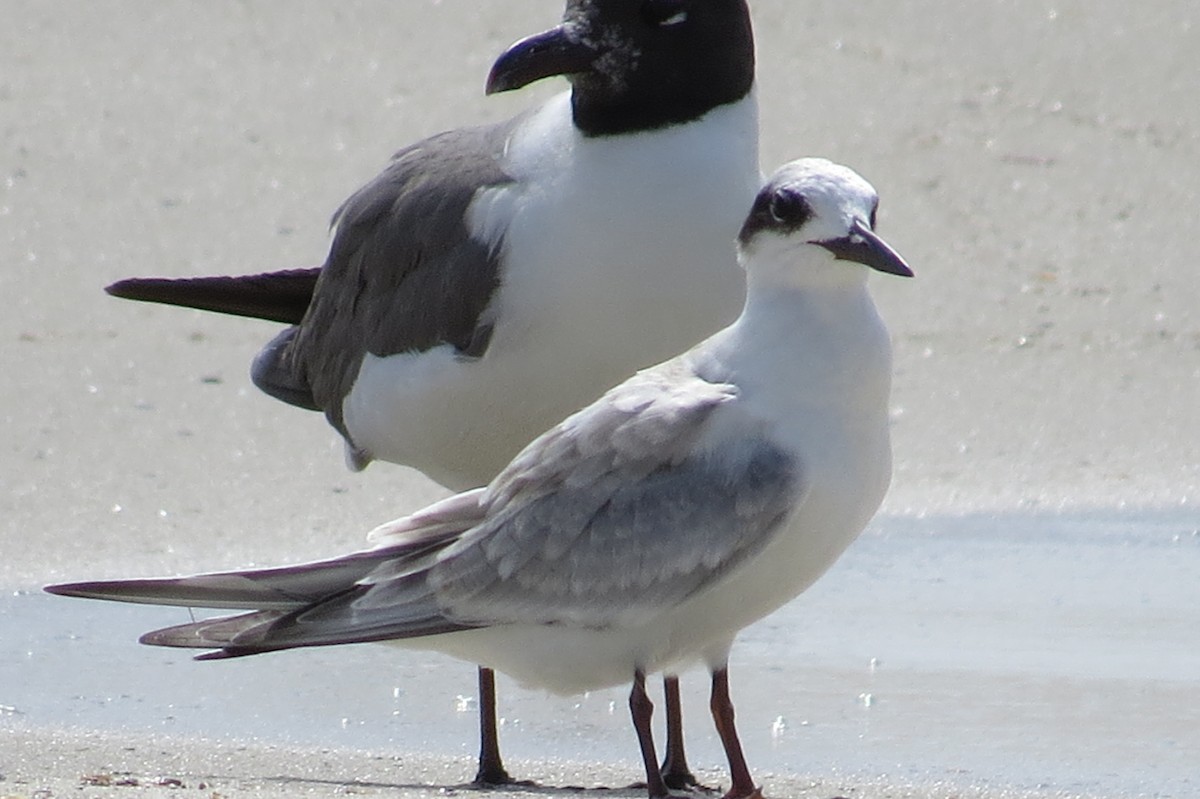 Forster's Tern - ML40938601