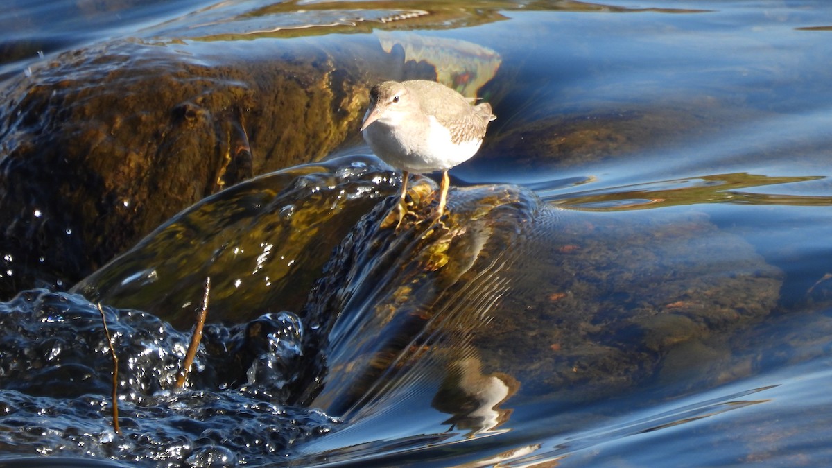 Spotted Sandpiper - Karen Evans