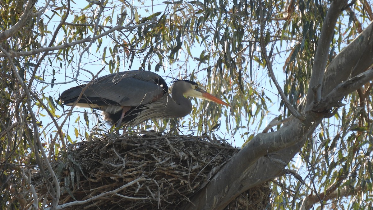 Great Blue Heron - ML409386121