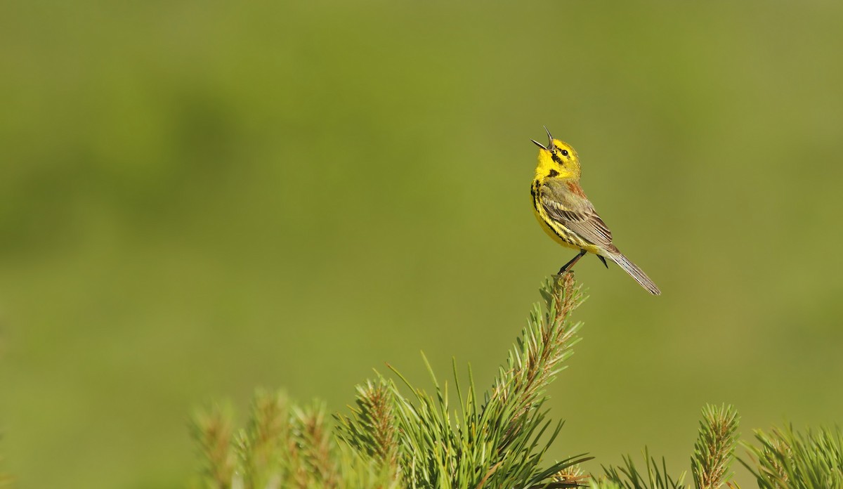 Prairie Warbler - Ryan Schain