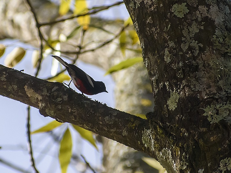 Painted Redstart - ML409387951